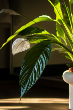 Peace Lily Care: One Simple Ingredient That Helps It Bloom More Often
