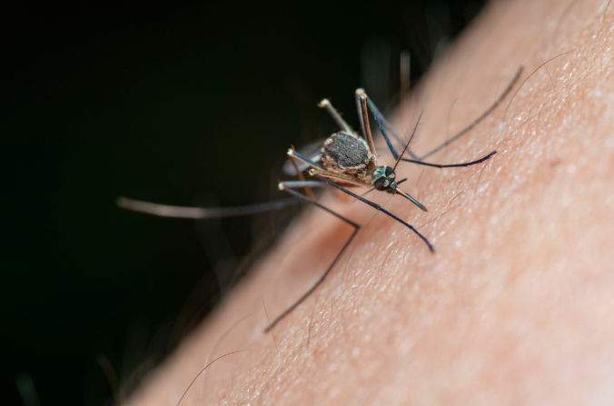Natural Ways to Help Repel Flies, Mosquitoes, and Cockroaches